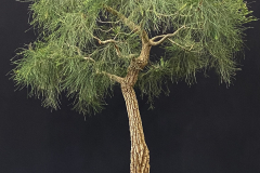 17 Allocasuarina littoralis, Black sheoak