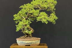 18 Kunzea ambigua, Tick bush