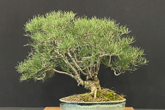 19 Hakea lissosperma, Mountain needlewood