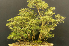 20 Kunzea peduncularis, Mountain burgan