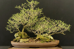 21 Melaleuca lanceolata, Moonah