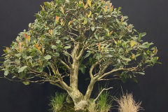 4 Tristaniopsis laurina, Water gum