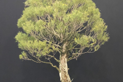 26 Melaleuca alternifolia, Narrow leaved paperbark