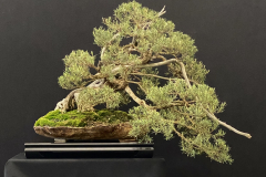 23 Kunzea phylicoides, Slender burgan