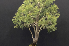 25 Callitris glaucophylla, White cypress pine