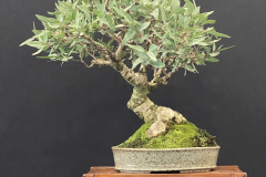 30 Eucalyptus camaldulensis, River red gum