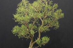 24 Kunzea parvifolia, Violet kunzea