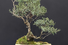 29 Eucalyptus nitida, Smithton peppermint