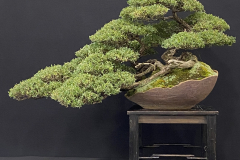 28 Leptospermum laevigatum, Coastal tea tree