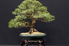 1 Leptospermum petersonii, Lemon scented tea tree