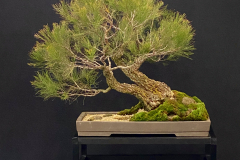 3 Allocasuarina torulosa, Rose sheoak