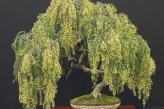 27 Acacia howittii, Sticky wattle