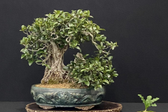 22 Ficus rubiginosa, Port Jackson fig