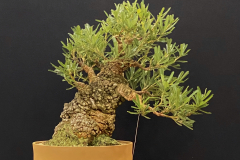 5 Banksia serrata, Old man banksia