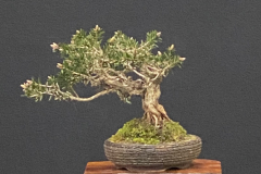 9 Melaleuca virens, Lime bottlebrush