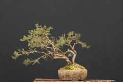 10 Baeckea gunniana, Alpine baeckea