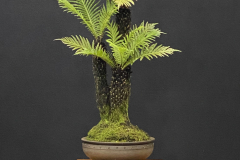 11 Blechnum nudum, Fishbone waterfern