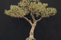 8 Banksia marginata "Mini Marge",