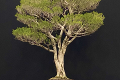 6 Melaleuca ericifolia, Swamp paperbark