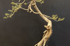 14 Leptospermum polygalifolium, Tantoon