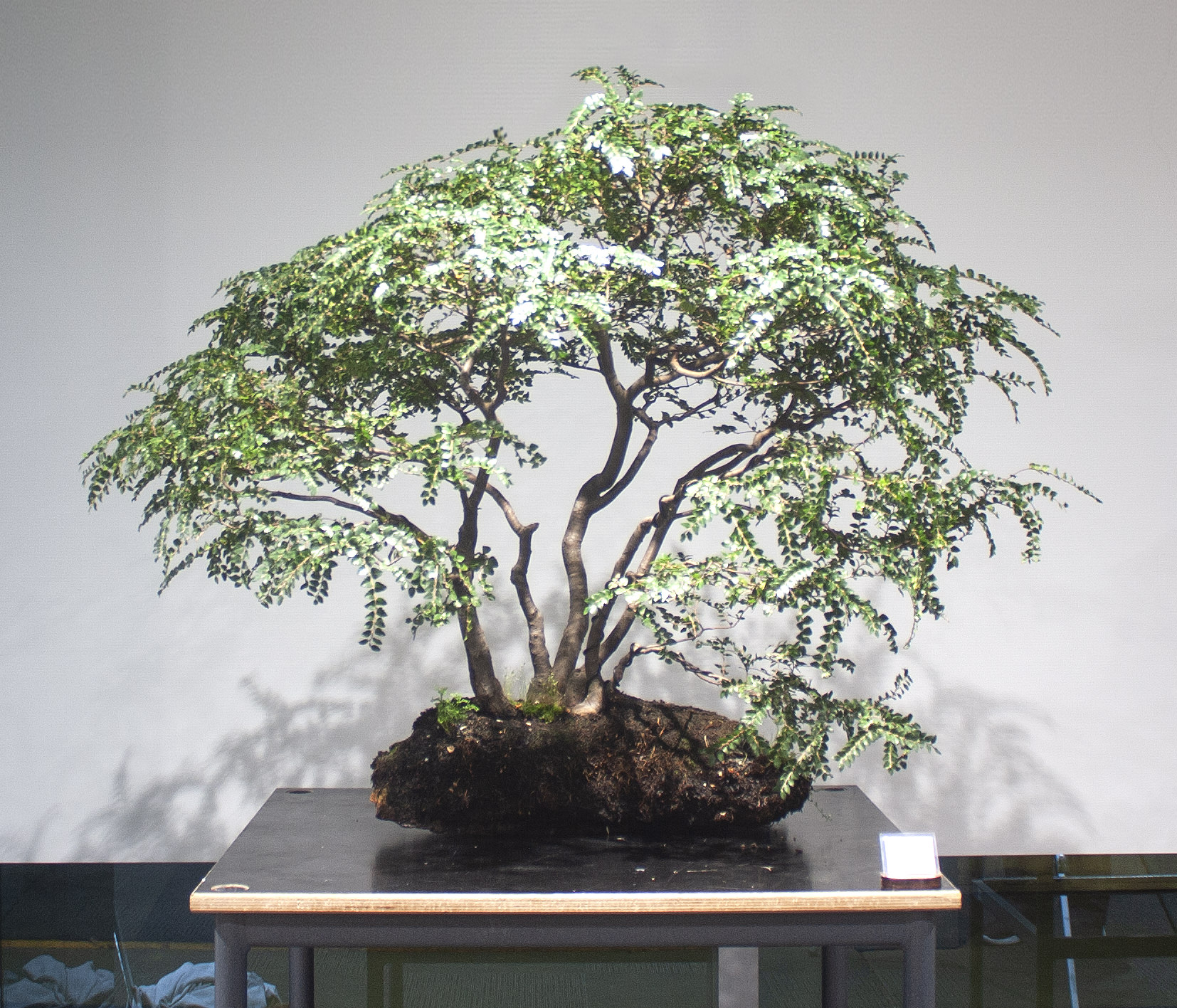 70-Nothofagus-Cunninghamii-Myrtle-Beech  Victorian Native Bonsai Club