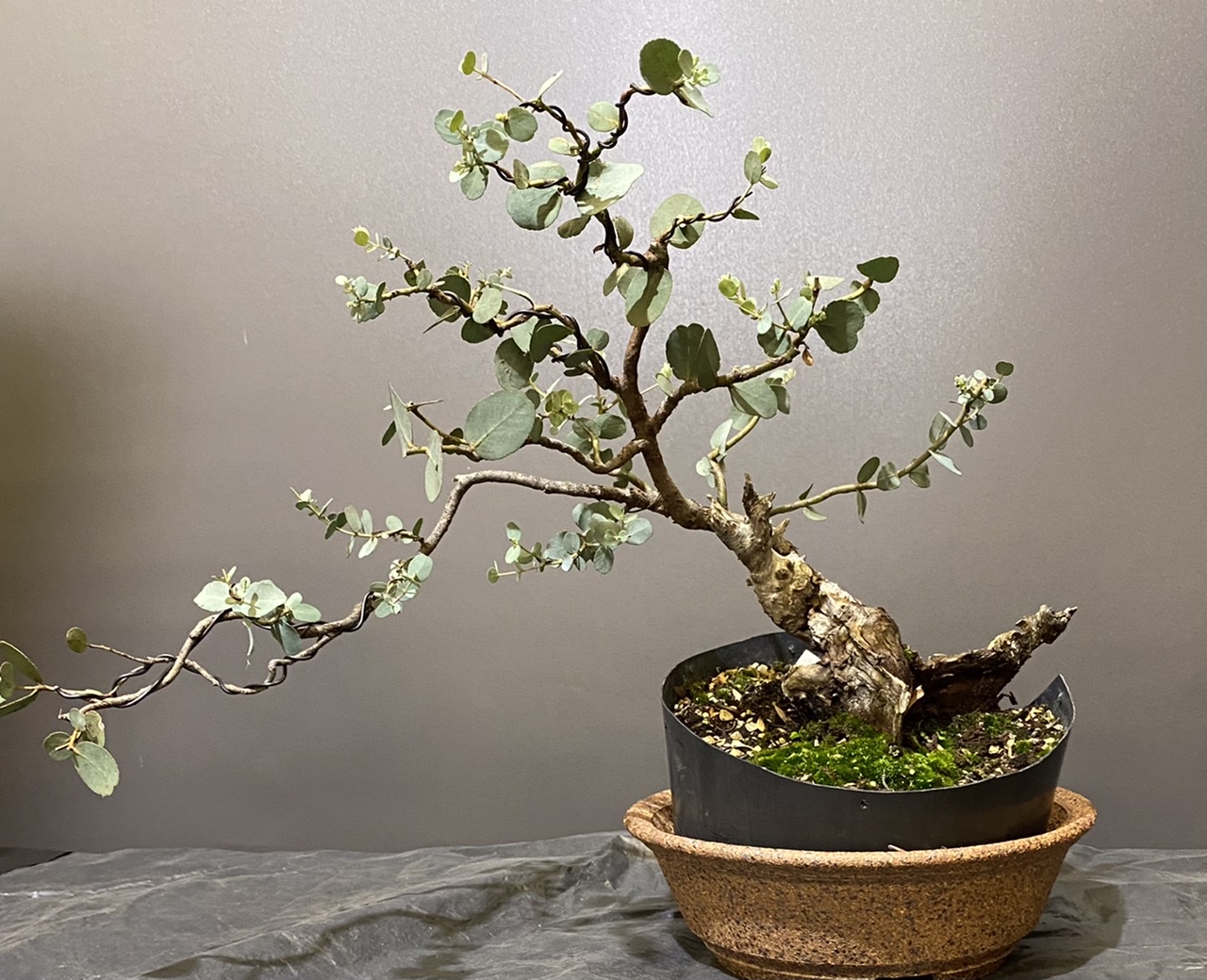 wisteria bonsai for sale Japanese Wisteria Bonsai Tree
