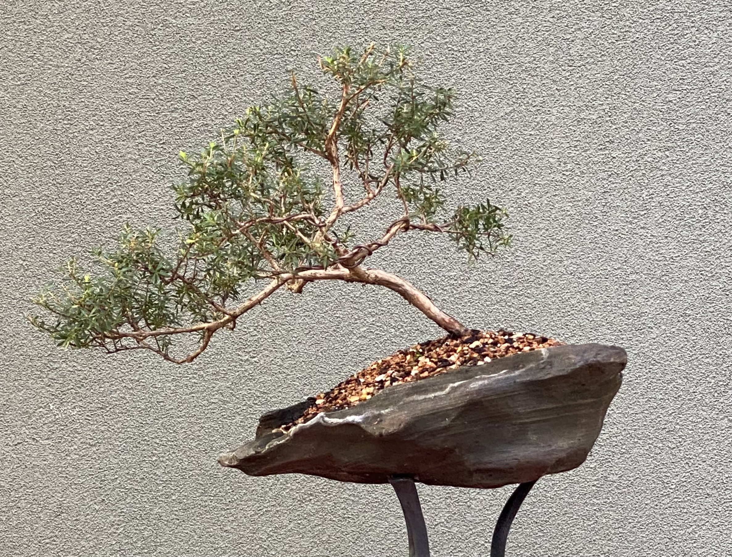 Burgan, Kunzea phylicoides – Victorian Native Bonsai Club